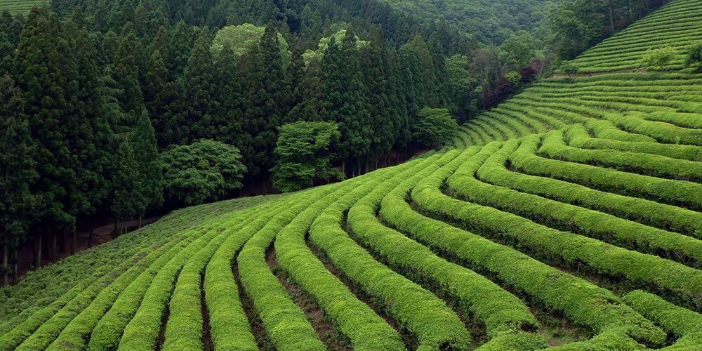 زمین‌های کشت چای